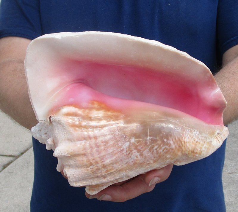 Inch Pink Conch Shell Queen Conch With A Slit In The Back