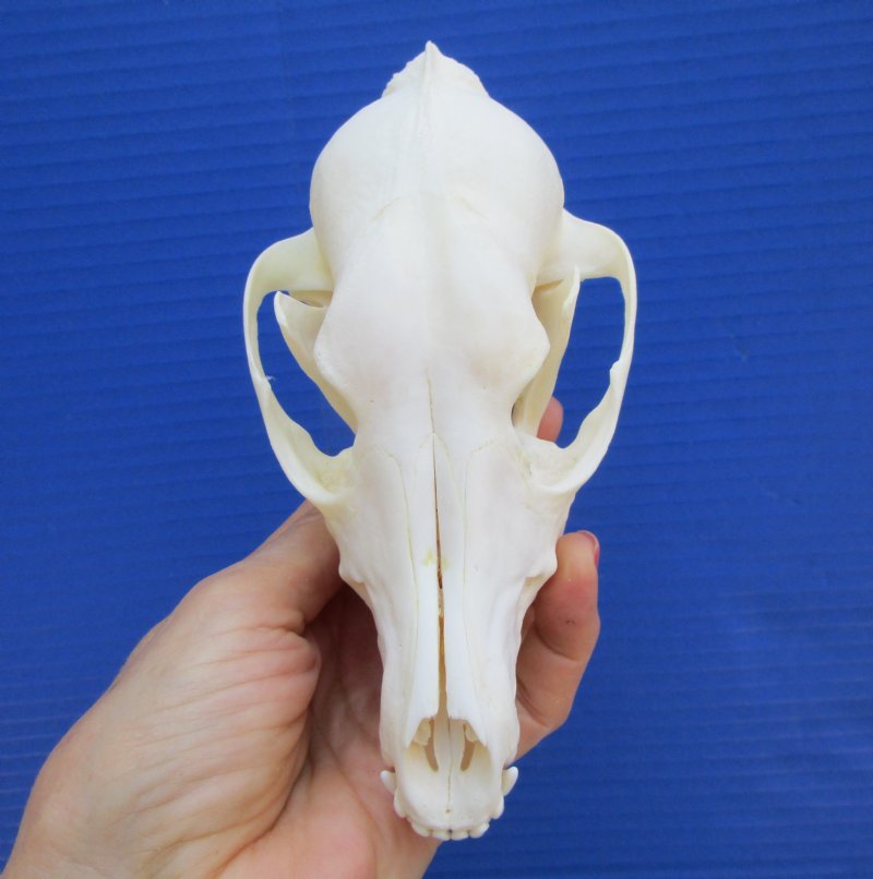 6 by 3 inches Real African Black-Backed Jackal Skull for sale