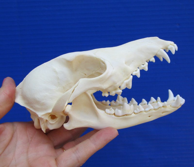 6 by 3 inches Real African Black-Backed Jackal Skull for sale