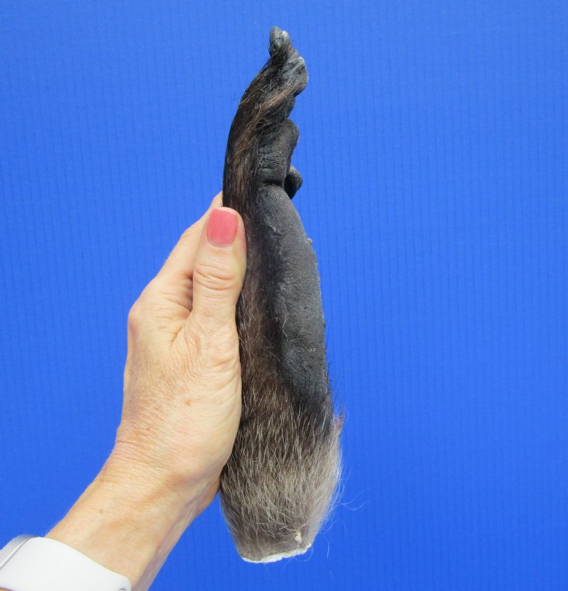 9-1/4 inches Real Taxidermy Chacma Baboon Hand for $109.99