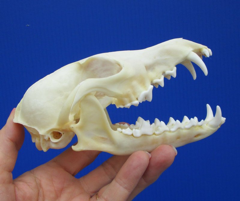 5-3/4 inches Real Red Fox Skull for Sale