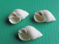 White Babylonia Zeylanica Shells, 1-1/4 to 2 inches -  $7.99 a kilo; 3 kilos @ $7.20 a kilo