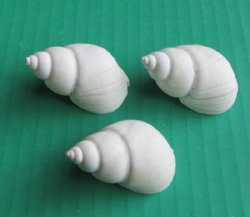 White Babylonia Zeylanica Shells, 1-1/4 to 2 inches -  $7.99 a kilo; 3 kilos @ $7.20 a kilo
