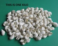 White Babylonia Zeylanica Shells, 1-1/4 to 2 inches -  $7.99 a kilo; 3 kilos @ $7.20 a kilo