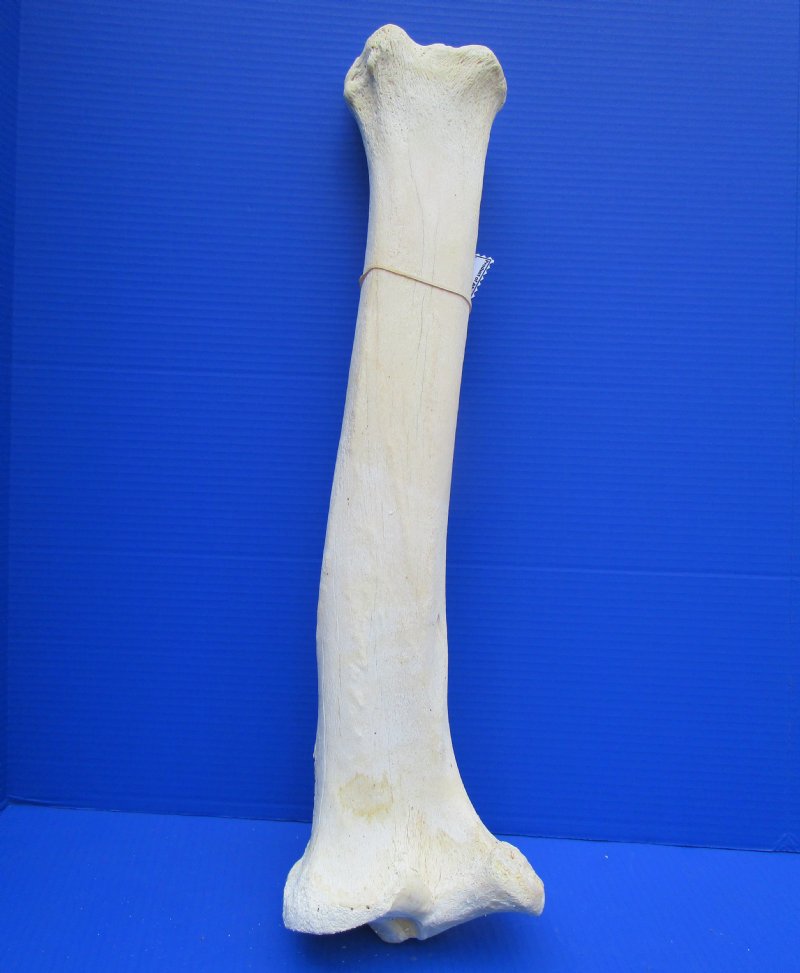 Real Tibia] Pictures?