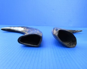 2 Semi-Polished Water Buffalo Horns 13-7/8 and 15-1/4 inches with visible ridges for $34.99