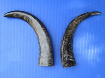 2 Semi-Polished Water Buffalo Horns 13-7/8 and 15-1/4 inches with visible ridges for $34.99