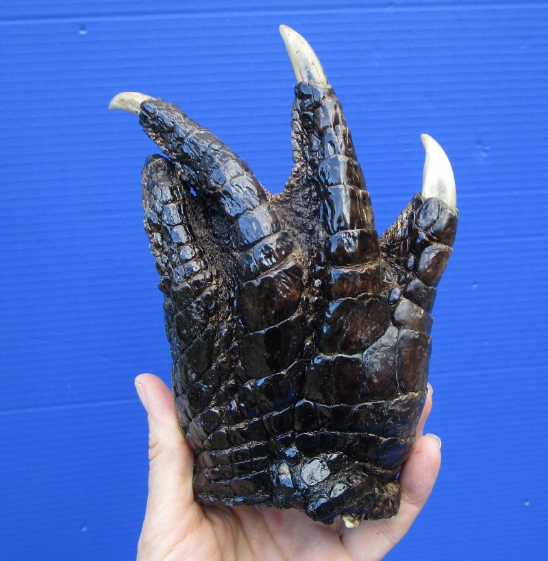 6-1/2 by 4 inches Authentic Florida Alligator Foot souvenir