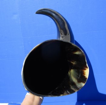 31 inches Extra Large Polished Buffalo Horn with a Wide Base for $59.99