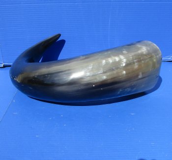 31 inches Extra Large Polished Buffalo Horn with a Wide Base for $59.99