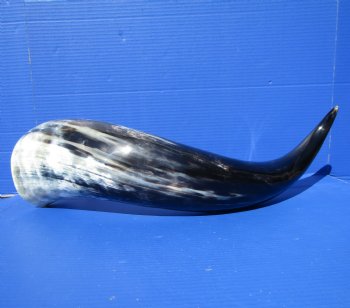 27 inches Extra Large Polished Buffalo Horn with a Wide Base for $59.99