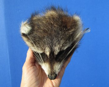 5 inches North American Raccoon Head Preserved with Formaldehyde for $49.99 <font color=red> SALE $29.99</FONT>