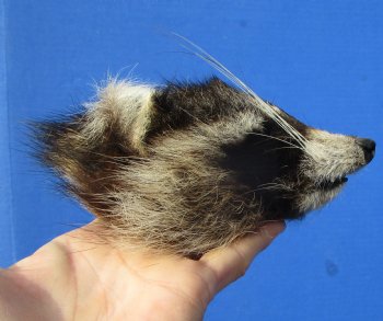 5 inches North American Raccoon Head Preserved with Formaldehyde for $49.99 <font color=red> SALE $29.99</FONT>