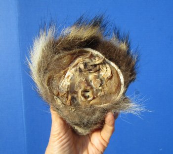 5 inches North American Raccoon Head Preserved with Formaldehyde for $49.99 <font color=red> SALE $29.99</FONT>