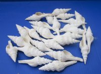 3-1/2 to 4-1/2 inches White Fusinus Nicobaricus Spindle Shells  <font color=red> Wholesale</font>  - Case of 250 @ .37 each