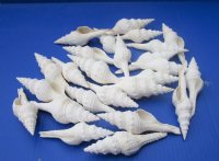 3-1/2 to 4-1/2 inches White Fusinus Nicobaricus Spindle Shells for Sale in Bulk - Pack of 25 @ .74 each; Pack of 100 @ .59 each;