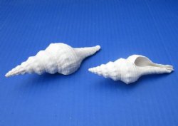 3-1/2 to 4-1/2 inches White Fusinus Nicobaricus Spindle Shells for Sale in Bulk - Pack of 25 @ .74 each; Pack of 100 @ .59 each;