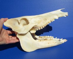 10-3/4 inches Real Georgia Wild Boar Skull for Sale for $49.99