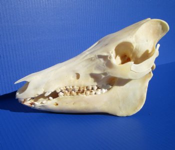 10-3/4 inches Real Georgia Wild Boar Skull for Sale for $49.99