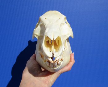 10-3/4 inches Real Georgia Wild Boar Skull for Sale for $49.99