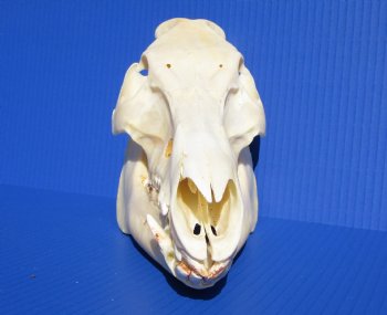 10-3/4 inches Real Georgia Wild Boar Skull for Sale for $49.99