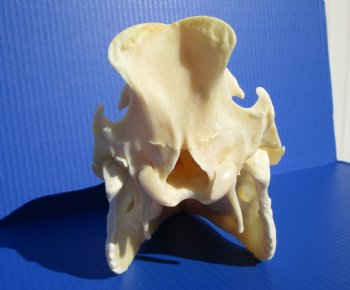 10-3/4 inches Real Georgia Wild Boar Skull for Sale for $49.99