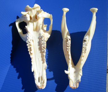 10-3/4 inches Real Georgia Wild Boar Skull for Sale for $49.99