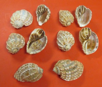 Harpa Davidis Sea Shells <font color=red> Wholesale</font> 3 to 4 inches - 140 @ .70 each