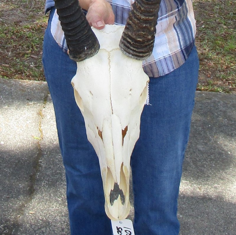 Gemsbok Skull with 33-1/2 and 34 inches Horns