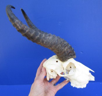 Male Springbok Skull with 11-3/4 and 12 inches horns  <font color=red> Grade B Quality</font>(broken nose, holes) for $59.99