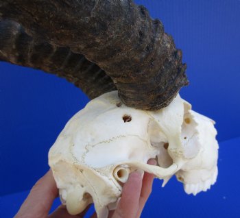 Male Springbok Skull with 11-3/4 and 12 inches horns  <font color=red> Grade B Quality</font>(broken nose, holes) for $59.99