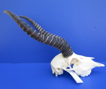 Male African Springbok Skull for Sale with 11-1/2 and 11-1/4 inches Horns - Buy this one for $69.99