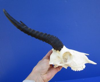 Male Springbok Skull with 8-1/2 inches horns <font color=red> Grade B Quality</font> (back of skull missing) for $59.99