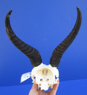 Male Springbok Skull with 8-1/2 inches horns <font color=red> Grade B Quality</font> (back of skull missing) for $59.99