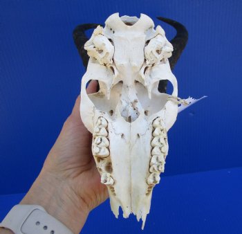  Male Springbok Skull with10 and 10-3/4 inches horns <font color=red> Grade B Quality</font> (missing tip of skull, holes) for $59.99