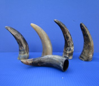 5 Sanded Cow Horns 7-1/4 to 8-1/4 inches, Semi Polished for $4.00 each