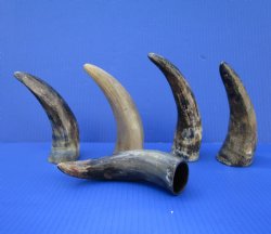 5 Sanded Cow Horns 7-1/4 to 8-1/4 inches, Semi Polished for $4.00 each