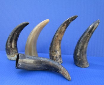 5 Sanded Cow Horns 7-1/4 to 8-1/4 inches, Semi Polished for $4.00 each