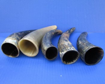 5 Sanded Cow Horns 7-1/4 to 8-1/4 inches, Semi Polished for $4.00 each