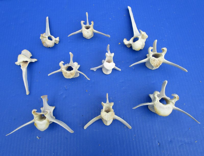 10 Real Wild Boar Vertebrae Bones for Sale