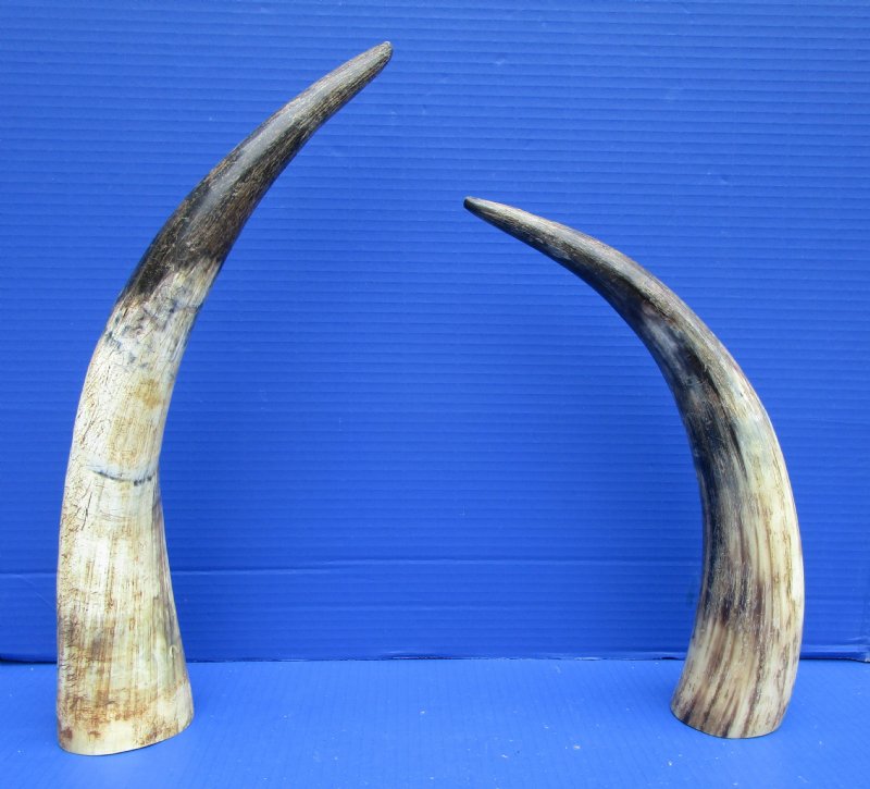 16 and 18 inches Lightly Polished Natural Cattle Horns