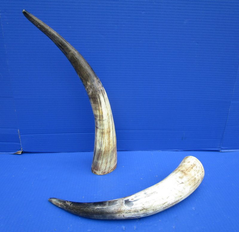 16 and 18 inches Lightly Polished Natural Cattle Horns