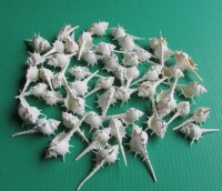 White Murex Ternispina Seashells 3 to 3-3/4 inches <font color=red> Sharp Spines</font> - 50 @ .24 each; 200 @ .21 each