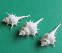 White Murex Ternispina Seashells <font color=red> Wholesale With Sharp Spines</font>  3 to 3-3/4 inches - 700 @ .13 each