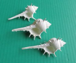 White Murex Ternispina Seashells <font color=red> Wholesale With Sharp Spines</font>  3 to 3-3/4 inches - 700 @ .13 each