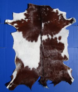 Authentic Rich Brown and White Goat Skin, Hide 35 by 30 inches for $44.99