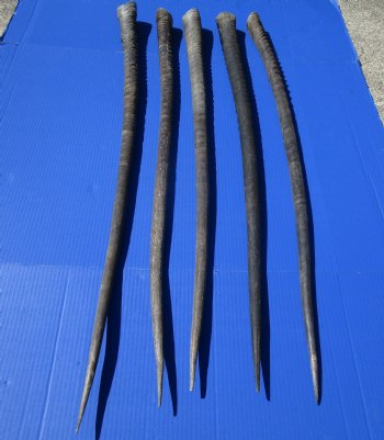 5 Extra Large Authentic Gemsbok Horns, Oryx Horns in Bulk 37 to 40 inches long for $25.00 each