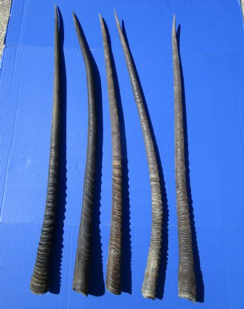 5 Large Authentic Gemsbok Horns, Oryx Horns in Bulk 37 to 39 inches long for $25.00 each