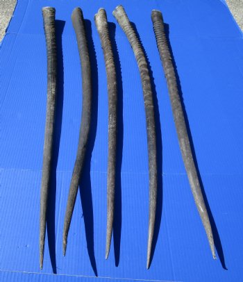 5 Large Authentic Gemsbok Horns, Oryx Horns in Bulk 37 to 39 inches long for $25.00 each