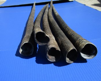 5 Large Authentic Gemsbok Horns, Oryx Horns in Bulk 37 to 39 inches long for $25.00 each